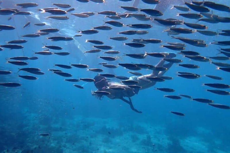 Moalboal: Private Beginner's Canyoning and Sardines & Turtle - Practical Details and What to Expect