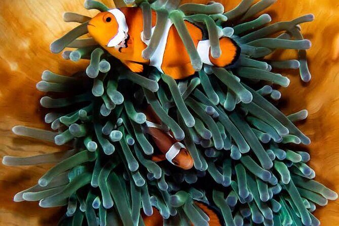 Moalboal Sardine Run and Kawasan Day Tour - Key Points