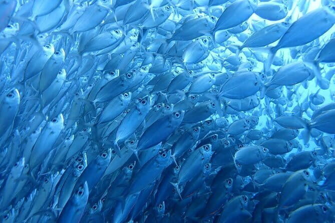 Moalboal Sardine Run, Sea Turtle and Mantayupan Falls - Who Is This Tour For?