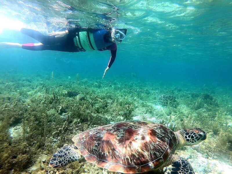 Moalboal: Sardine Run Snorkeling & Kawasan Canyoneering - What We Like About the Tour