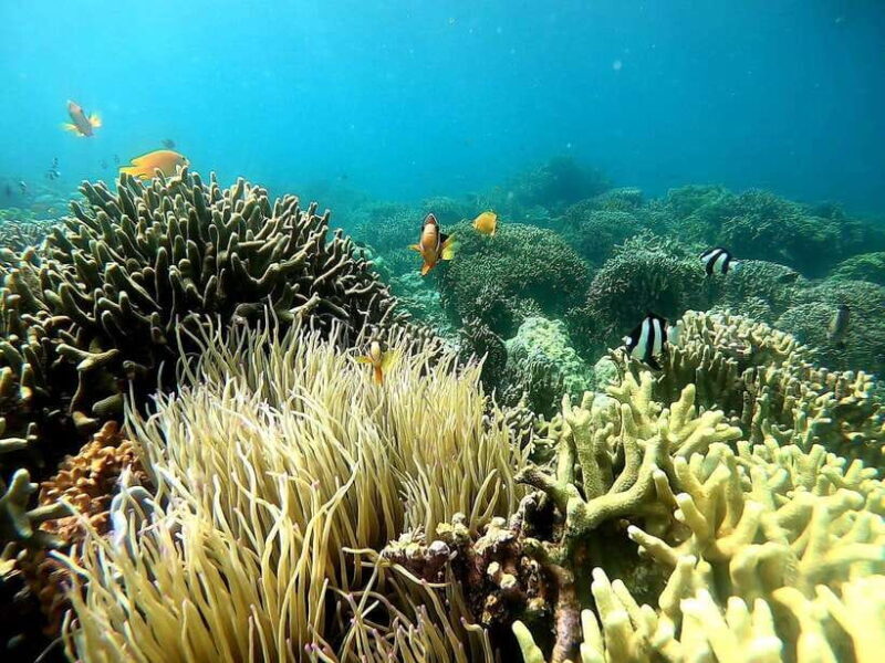 Moalboal: Sardine Run Snorkeling & Kawasan Canyoneering - Is This Tour for You?