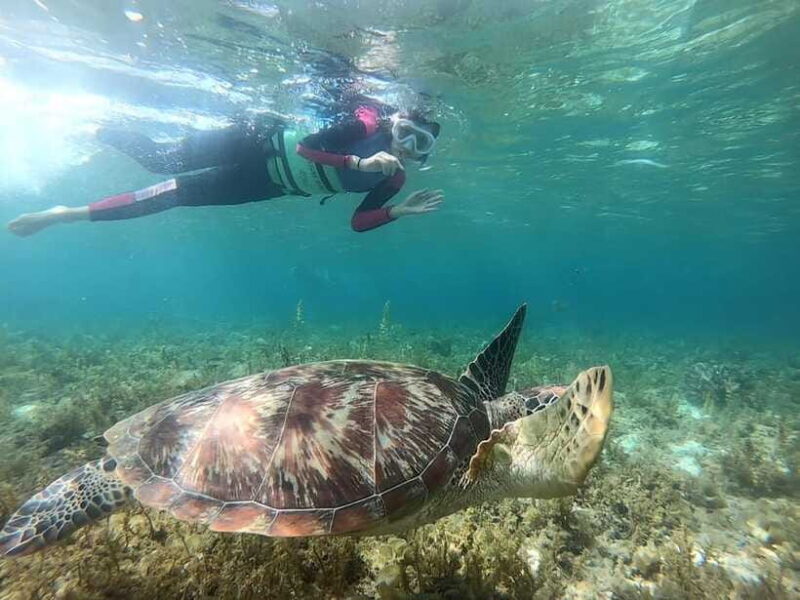 Moalboal: Sardine Run, Turtles and Pescador Island Hopping - What You Might Like or Consider