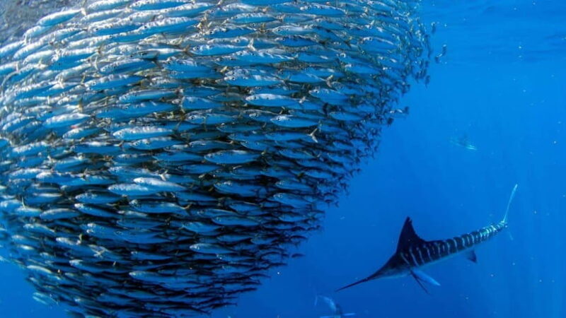 Moalboal Sardines Run Private Tour - A Detailed Look at the Moalboal Sardines Run Private Tour