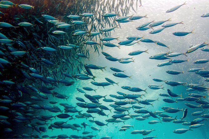 Moalboal Sardines Run Private Tour w/ Transfers Option - A Detailed Look at the Moalboal Sardines Run Private Tour