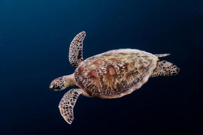 Moalboal Sardines Run Private Tour w/ Transfers Option - FAQ