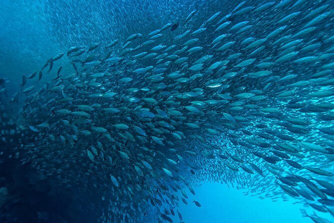 Moalboal Sardines & Turtle Snorkeling and Kawasan Canyoneering - Marine Wonder: Snorkeling at Pescador Island and Sardines Run