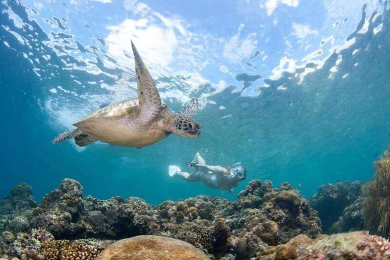 Moalboal: Scuba Diving and Pescador Island Hopping - Key Points