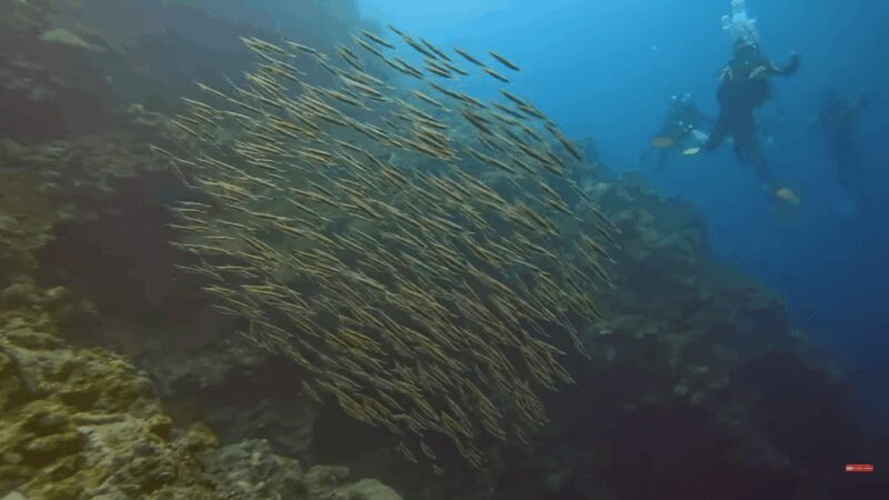 Moalboal : Scuba Diving Sardine Run and Turtle Chasing - FAQ