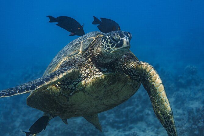 Moanas Waikk Grand Guided Turtle Snorkel & Sailing Adventure - The Itinerary: What to Expect