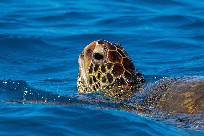 Moanas Waikk Grand Guided Turtle Snorkel & Sailing Adventure - The Authentic Experience and Why It Matters