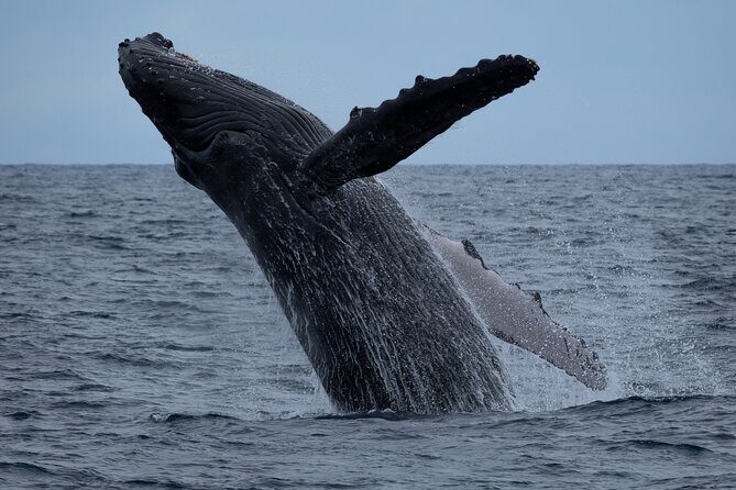 Moanas Waikk Whale Watching Exploration - Key Points