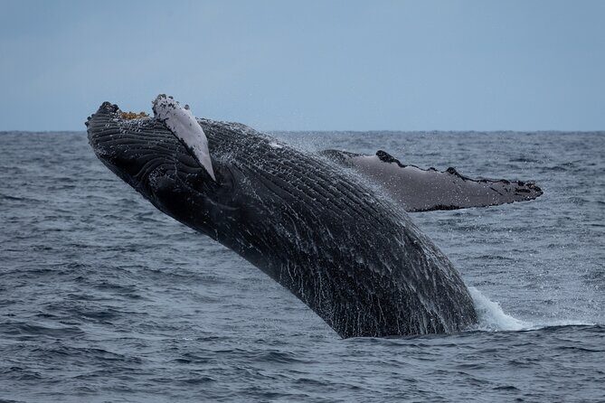 Moanas Waikk Whale Watching Exploration - Who Should Book This Tour?