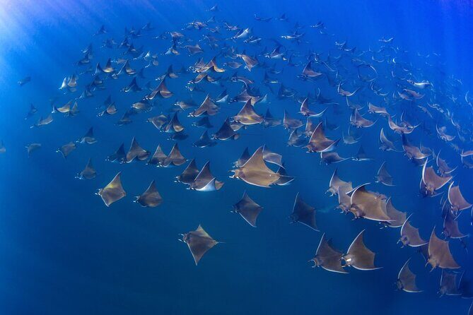 Mobula Ray and Ocean Safari Day Trip - Frequently Asked Questions