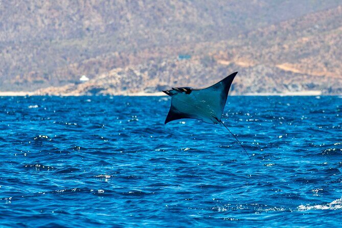 Mobula Ray Snorkeling with Photos Included - Key Points