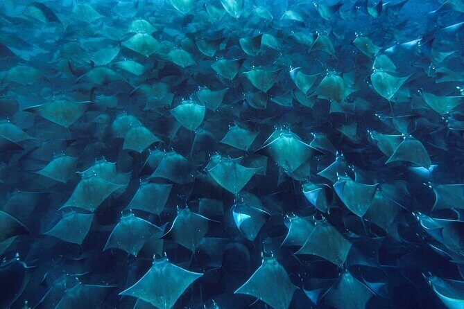 Mobula Ray Snorkeling with Photos Included - Practical Details and What to Consider