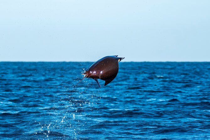 Mobula Ray Snorkeling with Photos Included - Final Thoughts: Who Should Book This Tour?