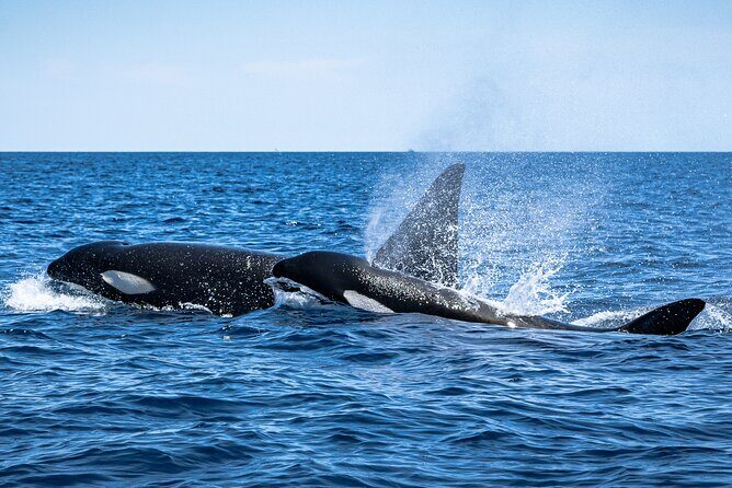 Mobulas and Cetaceans Day Trip - A Practical Guide to Your Baja Marine Day