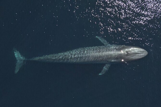 Mobulas and Cetaceans Day Trip - Who Should Consider This Tour?