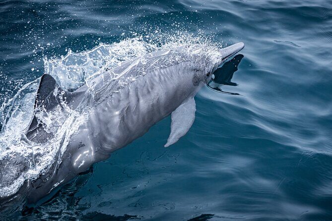 Mobulas and Cetaceans Day Trip - Final Thoughts: Why This Tour Matters