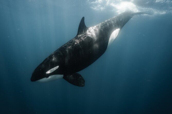 Mobulas and Cetaceans Day Trip - Frequently Asked Questions