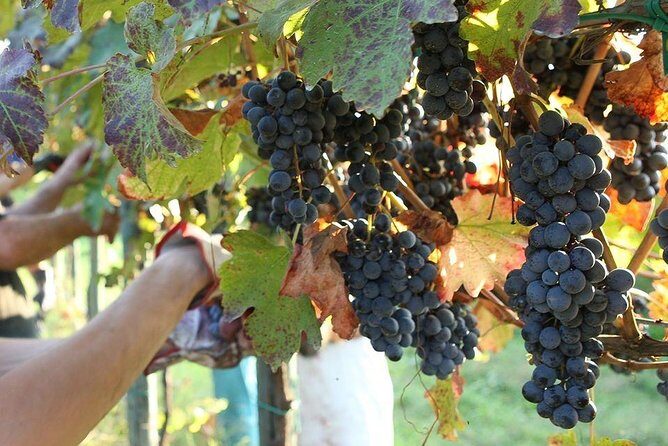 Modena area: Balsamic Vinegar Aceto Tasting Experience - The Heart of the Experience: A Detailed Look