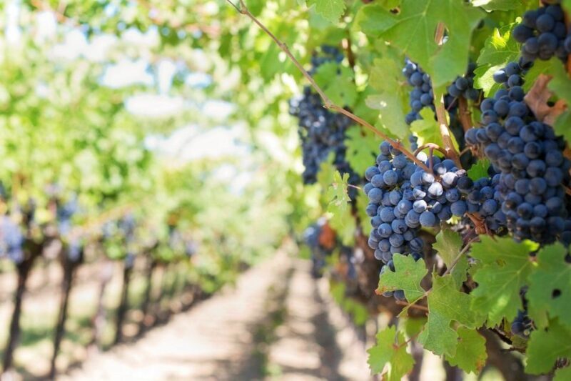 Modena: Lambrusco Wine Tasting and Cellar Tour - FAQs
