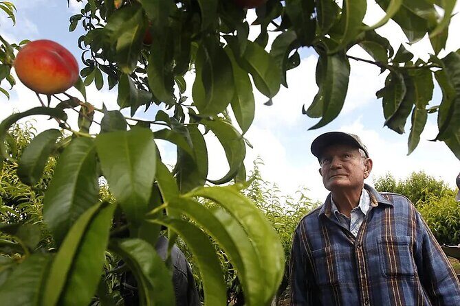 Modesto Discovery Agri-History and Cultural Highlights Audio Tour - Overall Value and Who Will Love It