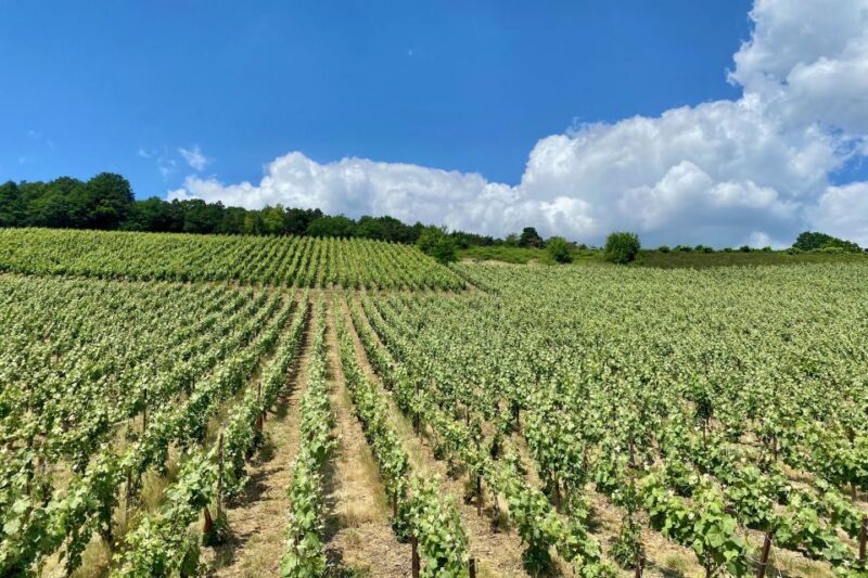 Moet et Chandon Pommery Pressoria Champagne Private trip - Lunch in Épernay and a Historic Stop