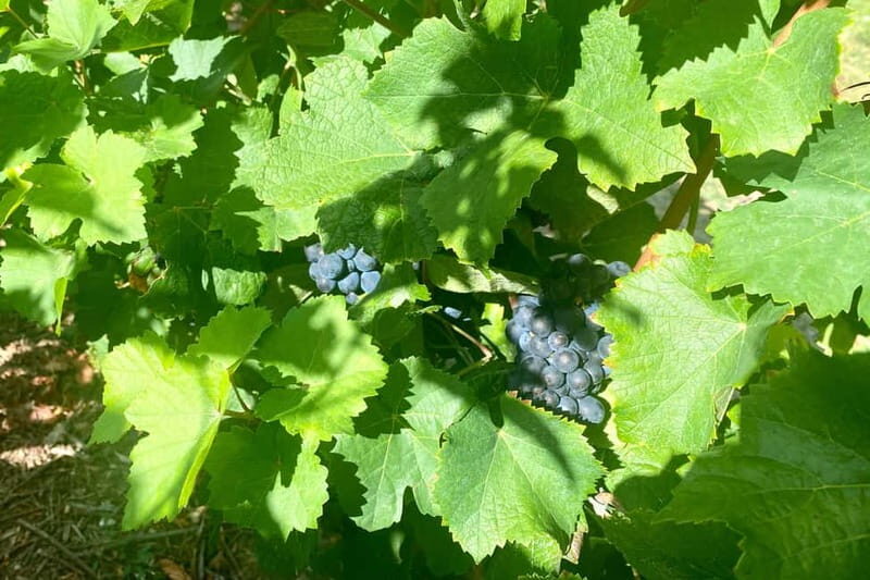 Moet et Chandon Veuve Clicquot Pommery Private Champagne - FAQ
