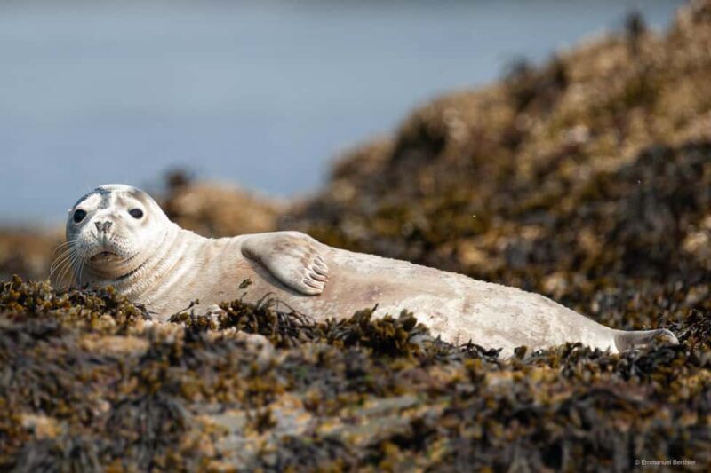 Molène Archipelago: Sea trips departing from Crozon. Seals, dolphins, - Key Points