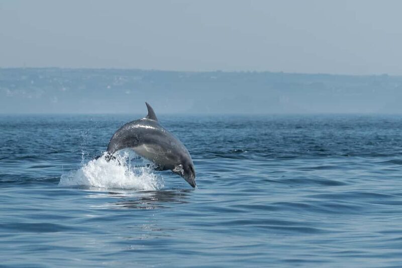 Molène Archipelago: Sea trips departing from Crozon. Seals, dolphins, - Who Is This Tour Best Suited For?