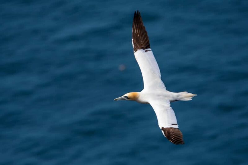 Molène Archipelago: Sea trips departing from Crozon. Seals, dolphins, - The Sum Up