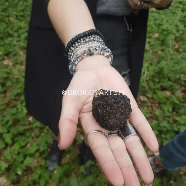 MOLISE TRUFFLE HUNTING WITH FOOD TASTING - Authentic Reviews from Visitors