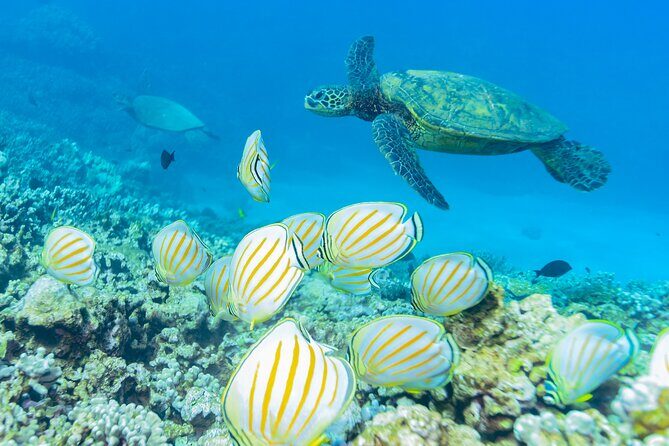 Molokini Crater and Turtle Town Snorkeling From Kihei - Cancellation Policy and Booking Tips