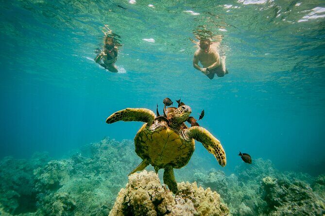 Molokini Snorkel Trip 2-Hour From Kihei - Analyzing the Value