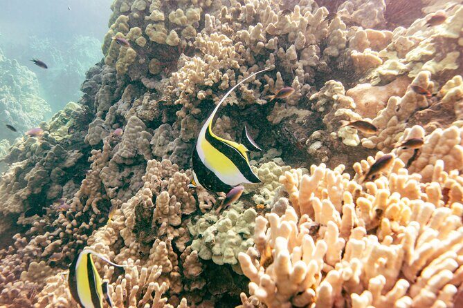 Molokini Snorkel Trip 2-Hour From Kihei - FAQs