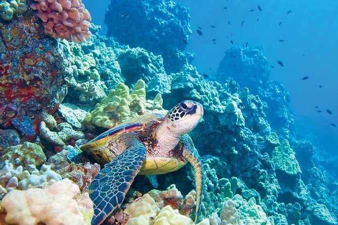 Molokini & Turtle Adventure: Small Group from Ma'alaea Harbor - Key Points