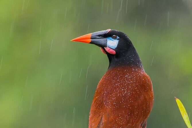 Mombacho Volcano, Cloud Forest - Key Points