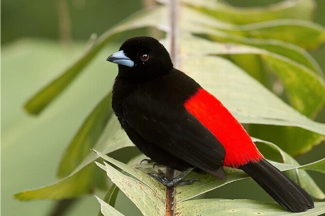 Mombacho Volcano, Cloud Forest - A Scenic and Thrilling Ride Uphill