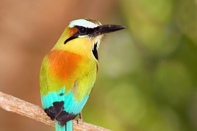 Mombacho Volcano, Cloud Forest - Who Should Consider This Tour?