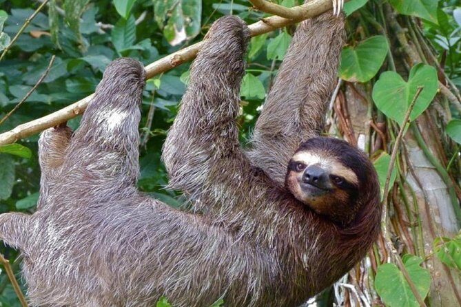 Mombacho Volcano Cloud Forest - Frequently Asked Questions