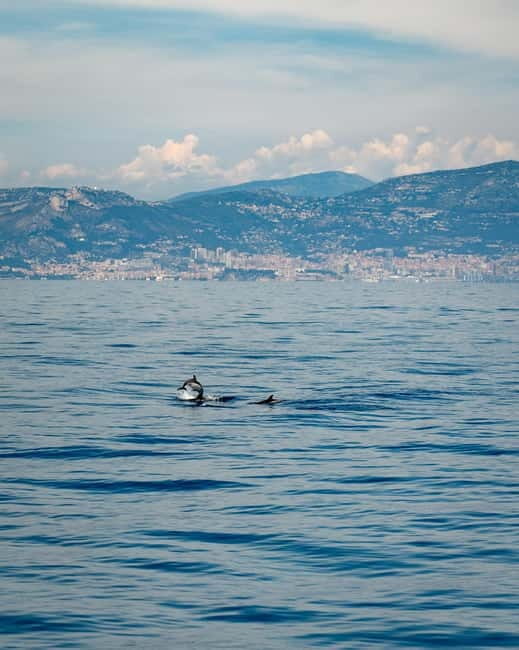 Monaco : Cetacean Watching Boat Cruise - Setting Sail from Monaco: What to Expect