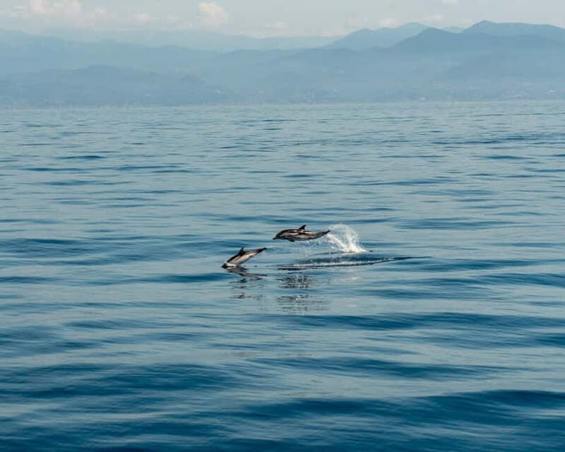 Monaco : Cetacean Watching Boat Cruise - The Value of the Experience