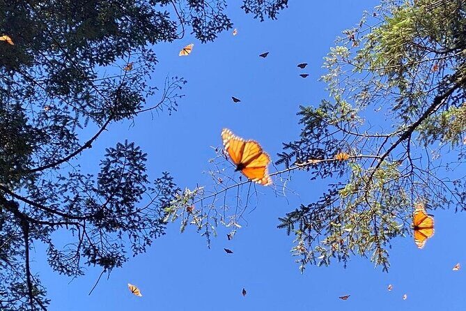 Monarch Butterflies Experience - FAQ