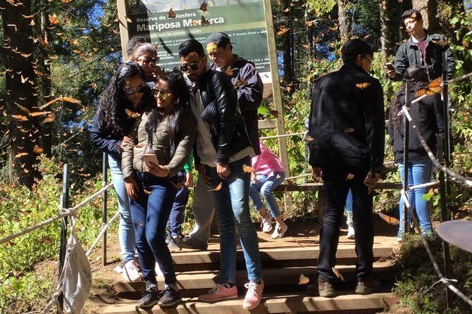 Monarch Butterfly Private Tour (Morelia) - The Itinerary in Detail