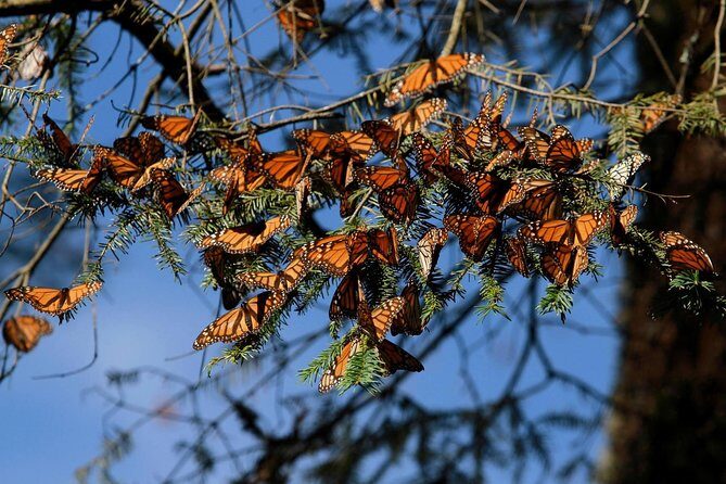 Monarch Butterfly Sanctuary Day Trip from Mexico City - A Detailed Look at the Experience