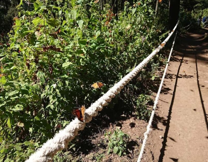 Monarch Butterfly - Discovering the Monarch Butterfly Sanctuary: An In-Depth Review