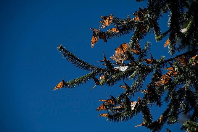 Monarch Butterfly Tour (Departing from Morelia) - Exploring the Route and Its Highlights