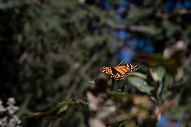 Monarch Butterfly Tour (Departing from Morelia) - In The Sum Up: Is It Worth It?