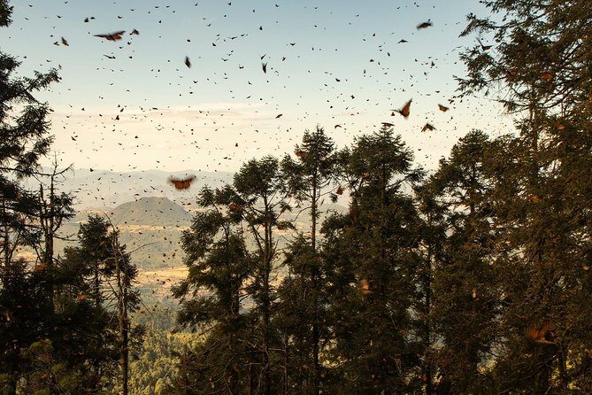 Monarch Butterfly Tour (Departing from Morelia) - Frequently Asked Questions